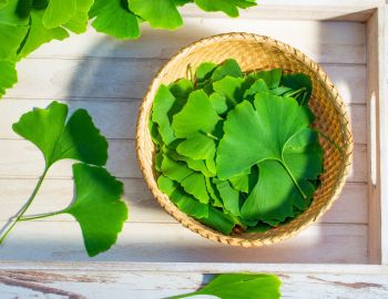 gingko biloba acufene